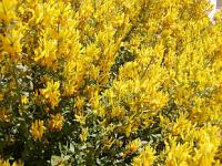 Genista lydia - kručinka lydijská