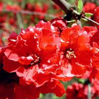 Chaenomeles x superba 'Red Chief' - kdoulovec nádherný