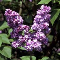 Syringa vulgaris 'Président Viger' - šeřík obecný