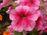 Petunia x hybrida - petúnie zahradní
