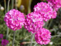 Armeria maritima - trávnička přímořská