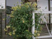 Lonicera - zimolez (popínavé rostliny)