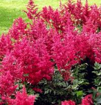 Astilbe arendsii 'Rotlicht' - čechrava Arendsova