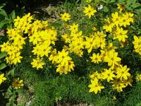 Coreopsis verticillata - krásnoočko přeslenité