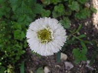 Leucanthemum 'Sněhurka' - kopretina