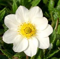 Dryas octopetala - dryádka osmiplátečná