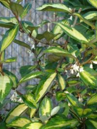 Elaeagnus x ebbingei 'Limelight' - hlošina Ebbingeova