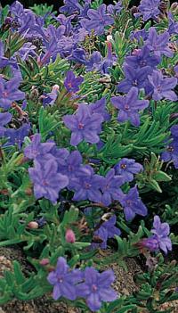 Lithodora diffusa 'Heavenly Blue' - kamejnička rozkladitá (READERS DIGEST VÝBĚR)