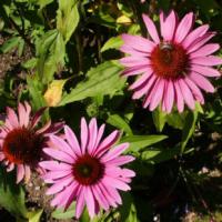 Echinacea purpurea - třapatka nachová