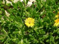 Delosperma nubigenum - kosmatec