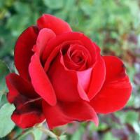 Rosa 'Papa Meiland' - růže