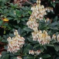 Pieris japonica 'Cupido' - pieris japonský