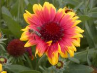 Gaillardia aristata 'Kobold' - kokarda osinatá