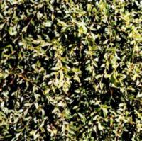 Cotoneaster salicifolius 'Gnom' - skalník vrbolistý