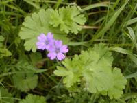 Geranium - kakost
