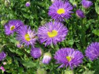 Erigeron 'Sommerabend' - turan