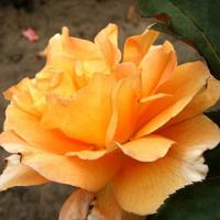 Rosa 'Doris Thystermann' - růže
