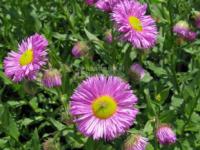 Erigeron 'Rotes Meer' - turan