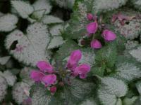 Lamium maculatum - hluchavka skvrnitá