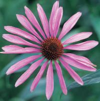 Echinacea purpurea ‘Magnus’ - třapatkovka nachová (READERS DIGEST VÝBĚR)