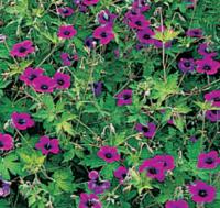 Geranium 'Ann Folkard' - kakost (READERS DIGEST VÝBĚR)