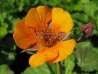 Geum 'Carlskier' - kuklík