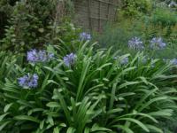 Agapanthus - kalokvět