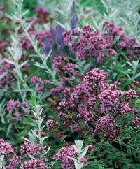 Origanum laevigatum 'Herrenhausen' - dobromysl hladká (READERS DIGEST VÝBĚR)