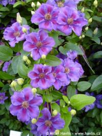 Clematis 'Ashva' - plamének