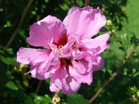 Hibiscus syriacus - ibišek syrský