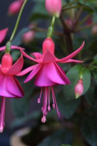 Fuchsia x hybrida 'Display' - fuchsie, čílko