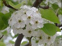 Pyrus calleryana 'Chanticleer' - hrušeň Calleryova