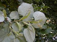 Tilia tomentosa - lípa stříbrná