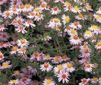 Aster ericoides 'Pink Cloud' - hvězdnice vřesovcovitá (READERS DIGEST VÝBĚR)