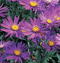 Aster amellus 'Veilchenkönigin' - hvězdnice chlumní (READERS DIGEST VÝBĚR)