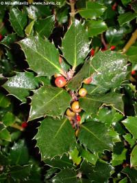 Ilex x meserveae 'Blue Seedling' - modrá cesmína