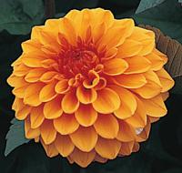 Dahlia 'David Howard' - jiřinka (READERS DIGEST VÝBĚR)