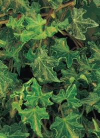 Hedera helix 'Ivalace' - břečťan popínavý (READERS DIGEST VÝBĚR)