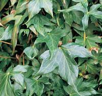 Hedera helix 'Pedata' - břečťan popínavý (READERS DIGEST VÝBĚR)
