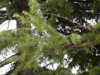 Cedrus deodara - cedr himalájský