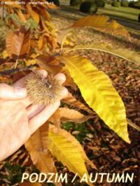 Castanea sativa - kaštanovník jedlý