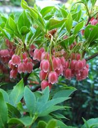 Enkianthus campanulatus 'RUBY GLOW' - zvonkovec