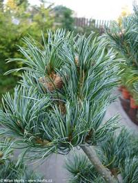 Pinus parviflora 'Glauca' - borovice malokvětá