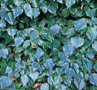 Hedera helix 'Atropurpurea' - břečťan popínavý (READERS DIGEST VÝBĚR)
