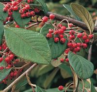 Cotoneaster lactaeus - skalník mléčný (READERS DIGEST VÝBĚR)