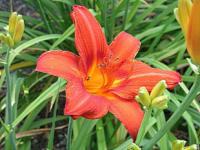 Hemerocallis - denivka