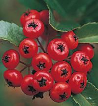 Pyracantha 'Mohave' - hlohyně (READERS DIGEST VÝBĚR)