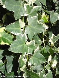 Hedera helix 'Marginata Elegantissima - břečťan obecný