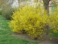 Forsythia x intermedia - zlatice prostřední