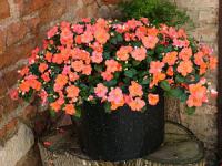 Balkónovky - netýkavky Impatiens (TIP ZC CS)